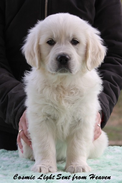 Mr White 7 Weeks_1.jpg